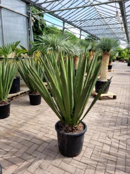 Yucca-Faxoniana-9