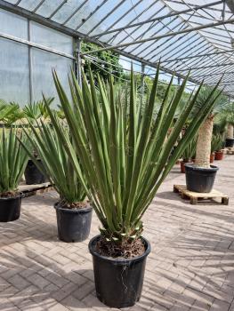 Yucca-Faxoniana-10