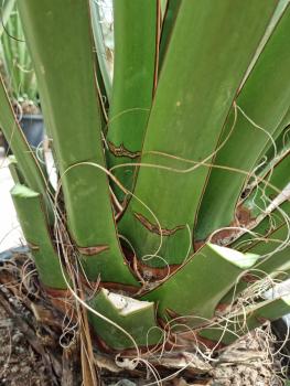 Yucca Faxoniana 160 cm - Spanisches Bajonett - Nr.10