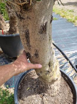 Olivenbaum 180cm -  (40/50 Jährig) genau diesen Olivenbaum kaufen Nr.12