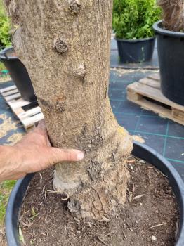 Olivenbaum 190cm -  (40/50 Jährig) genau diesen Olivenbaum kaufen Nr.14