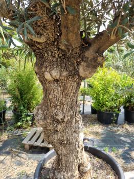 Olivenbaum 230cm -  (40/50 Jährig) genau diesen Olivenbaum kaufen Nr.21