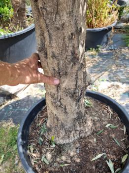 Olivenbaum 180cm -  (40/50 Jährig) genau diesen Olivenbaum kaufen Nr.24