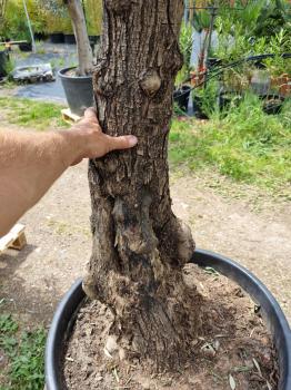 Olivenbaum 250cm -  (70/80 Jährig) genau diesen Olivenbaum kaufen Nr.27