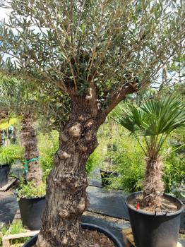 Olivenbaum 220cm -  (70/80 Jährig) genau diesen Olivenbaum kaufen Nr.28
