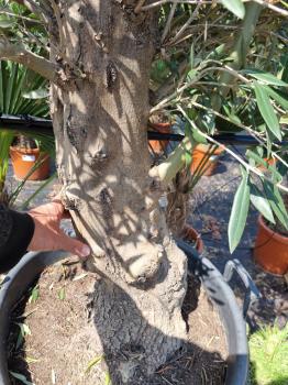 Olivenbaum 220cm -  (40/50 Jährig) genau diesen Olivenbaum kaufen Nr.33