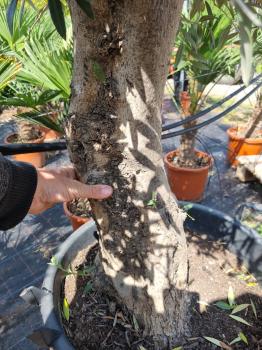 Olivenbaum 200cm -  (40/50 Jährig) genau diesen Olivenbaum kaufen Nr.36