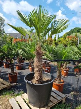 Hanfpalme-Trachycarpus-Wagnerianus-228