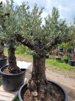 Olivenbaum 190cm -  (70/80 Jährig) genau diesen Olivenbaum kaufen Nr.42