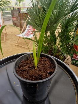 Honigpalme-Jubaea-Chilensis-Sämling