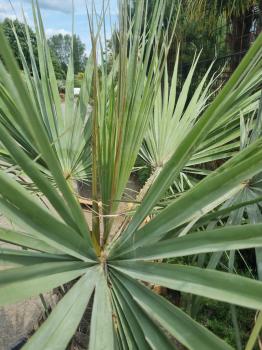 Brahea armata Palme 200cm - Blaue Hesperidenpalme Nr.3