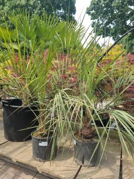 Butia-capitata-Geleepalme-130cm