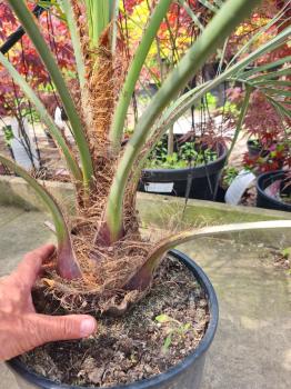 Butia capitata Palme 130 cm - Geleepalme - 20/25 cm Stammhöhe.