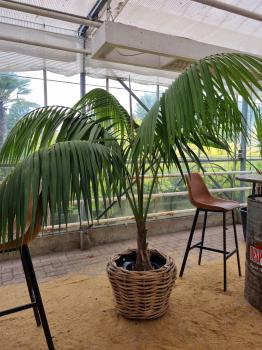 Zimmerpalme-kentia-howea-Nr1