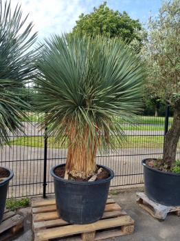 Yucca-Rostrata-16