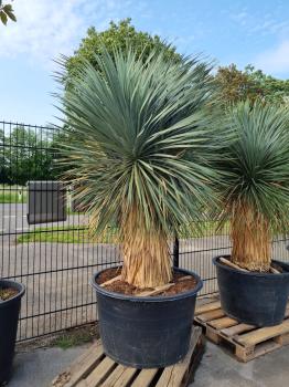 Yucca-Rostrata-17