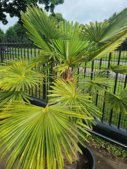 Trachycarpus-Wagnerianus-variegata-3