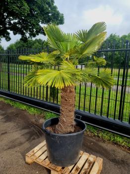 Trachycarpus Wagnerianus Variegata 190 cm - Genau diesen im Bild - Nr.3