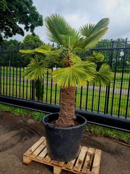 Trachycarpus Wagnerianus Variegata 190 cm - Genau diesen im Bild - Nr.3