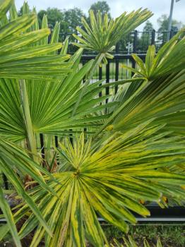 Trachycarpus Wagnerianus Variegata 190 cm - Genau diesen im Bild - Nr.3