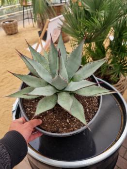 Agave parryi var parryi 105