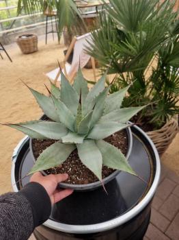 Winterharte-Agave-parryi-var-parryi-Nr-106