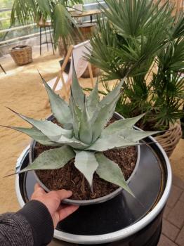 Winterharte-Agave-Neomexicana-Nr-107