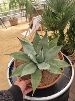 Winterharte-Agave-Neomexicana-Nr-108