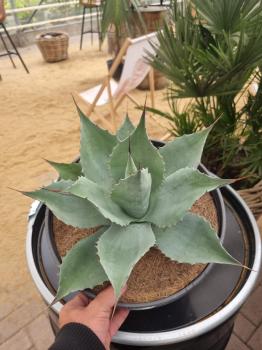 Winterharte-Agave-ovatifolia-Nr-109