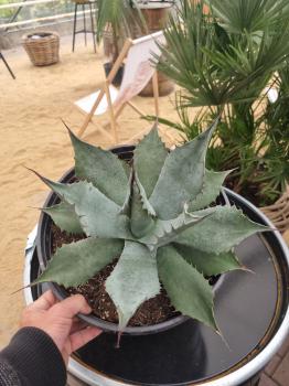Winterharte-Agave-Havardiana-Nr-110