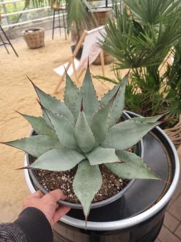 Winterharte-Agave-parryi-var-parryi