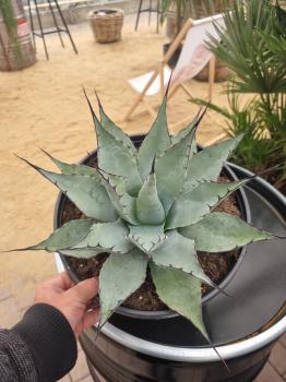 Winterharte-Agave-parryi-var-parryi-Nr-113