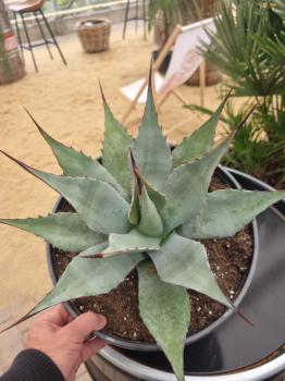 Winterharte-Agave-Neomexicana-Nr-14