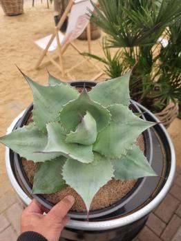 Winterharte-Agave-ovatifolia-Nr-115