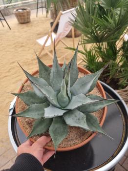 Winterharte-Agave-Neomexicana-Nr-116