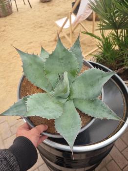 Winterharte-Agave-ovatifolia-Nr-117