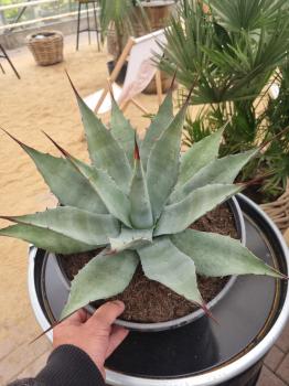 Winterharte-Agave-Neomexicana-Nr-118