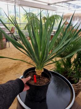 Yucca-recurvifolia-Nr1