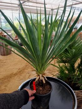 Yucca-recurvifolia-Nr2