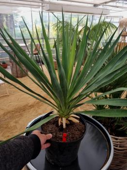 Yucca-recurvifolia-Nr3