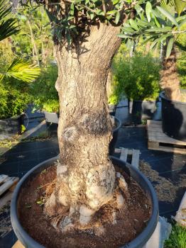 Olivenbaum 220cm -  (70/80 Jährig) genau diesen Olivenbaum kaufen Nr.45