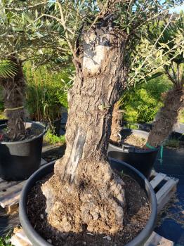 Olivenbaum 220cm -  (70/80 Jährig) genau diesen Olivenbaum kaufen Nr.46