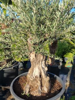Olivenbaum 200cm -  (70/80 Jährig) genau diesen Olivenbaum kaufen Nr.47