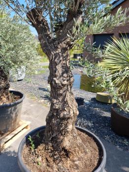 Olivenbaum 250cm -  (70/80 Jährig) genau diesen Olivenbaum kaufen Nr.50
