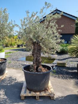 Olivenbaum 200cm -  (70/80 Jährig) genau diesen Olivenbaum kaufen Nr.51
