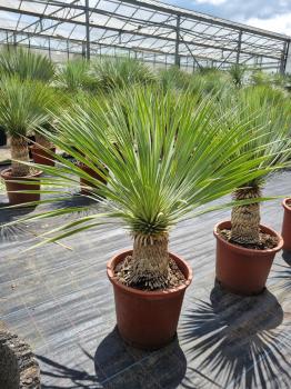 Yucca-Rostrata-17