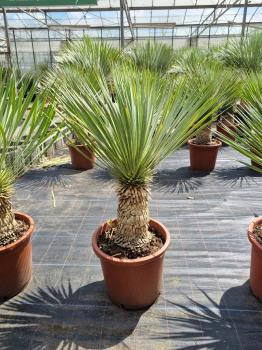 Yucca-Rostrata-18