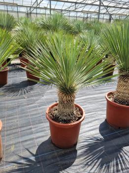 Yucca-Rostrata-19