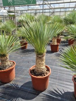 Yucca-Rostrata-20