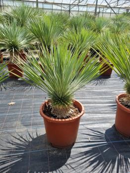 Yucca-Rostrata-22